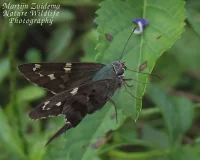 Long-tailed Skipper [Urbanus proteus]